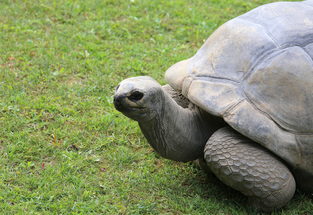 черепаха с крепкой оболочкой во время прогулки по траве
 - Фото, изображение