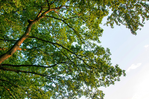 Листяне дерево, вид знизу
 - Фото, зображення