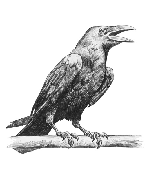 Pencil drawing of raven  - Photo, Image