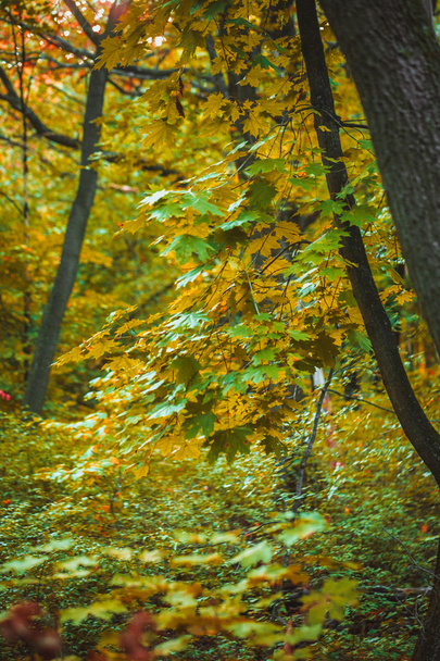 autumn forest with yellow and green leaves of trees - Photo, image