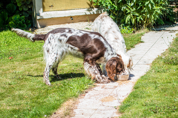 Two hunting dog eating - Zdjęcie, obraz