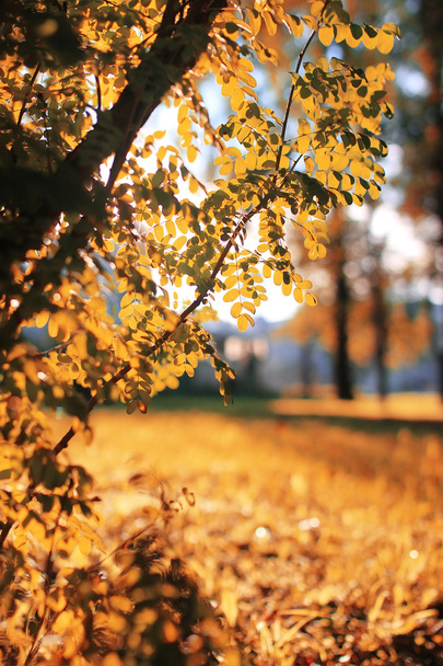 autumn park leaf sun - Photo, Image