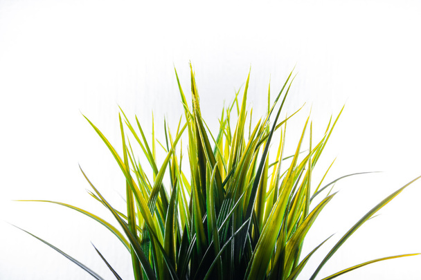 Штучна трава Пластикове зелене світло Ізольовані білий фон прикраси
 - Фото, зображення