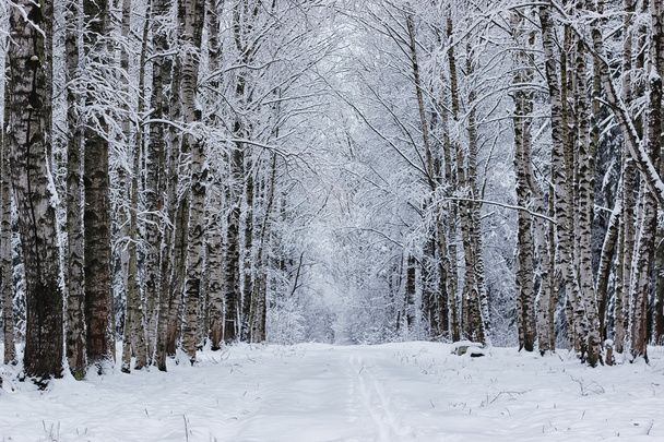 téli erdő borított hó - Fotó, kép