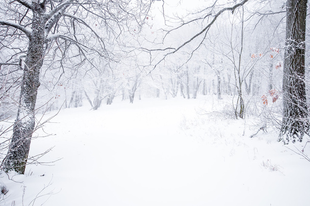 Nice winter scene - Zdjęcie, obraz