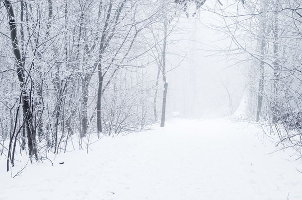 Nice winter scene - Фото, зображення