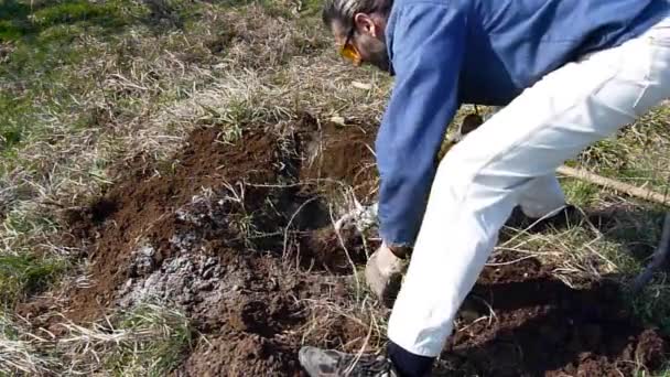een man schoppen een gat in de tuin, voorbereiden om een boom te planten - Video