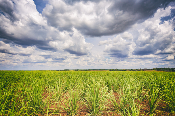 Sugar cane plantation and cloudy sky - Brazil coutryside - Photo, Image