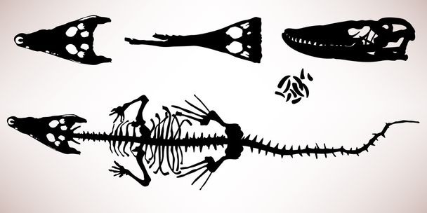 σκελετό των οστών κροκοδείλια αλιγάτορα - Διάνυσμα, εικόνα