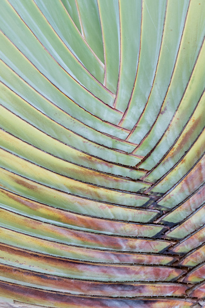 Palm leaves pattern for background. - Valokuva, kuva