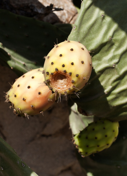 Higos de cactus o peras espinosas
 - Foto, Imagen
