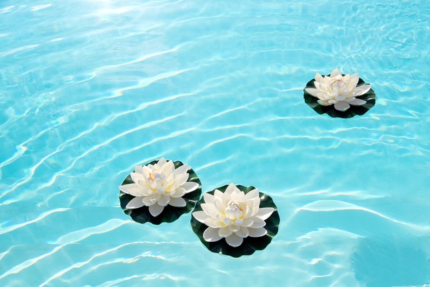Três lírios de água branca ou flores de lótus na água
 - Foto, Imagem