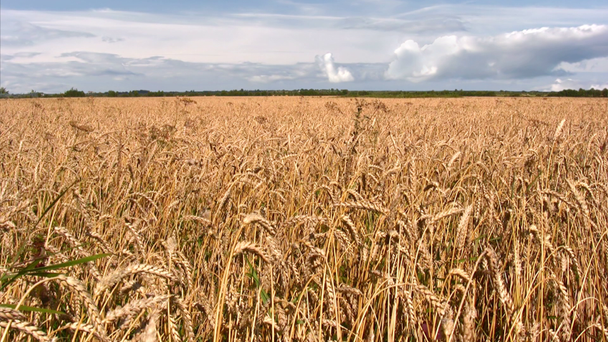 Wheat field - Footage, Video