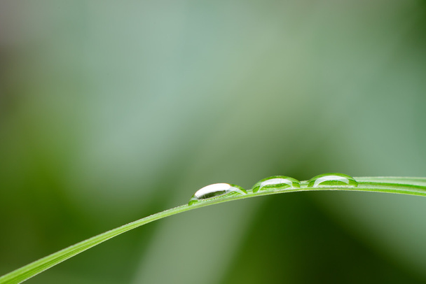 A drop of dew on a blade of grass - Foto, imagen