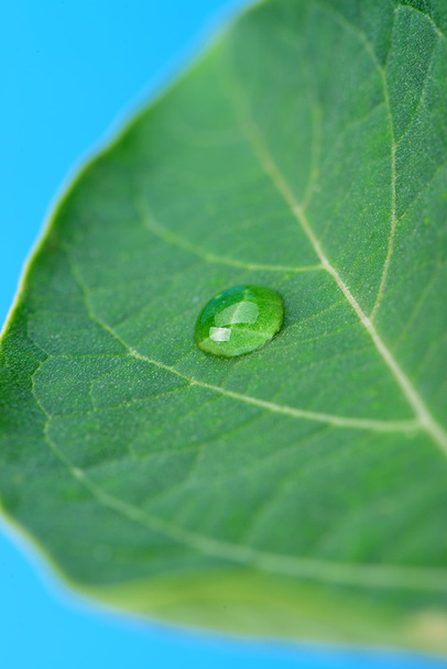 A drop of dew on a leaf - Photo, image