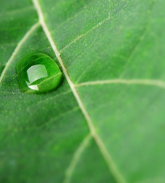 A drop of dew on a leaf - Фото, зображення