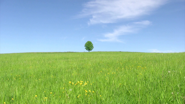 osamělý strom - Záběry, video
