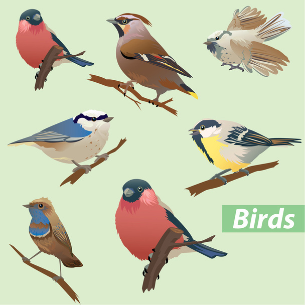 Set of birds - tit, bullfinch, sparrow, crossbill - ベクター画像