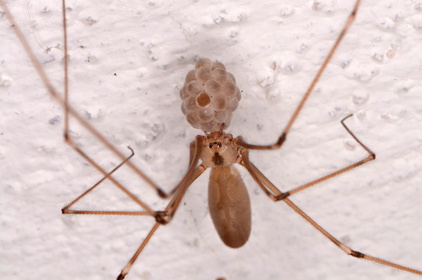pitkävartiset kellarihämähäkit (Pholcus phalangioides)
) - Valokuva, kuva