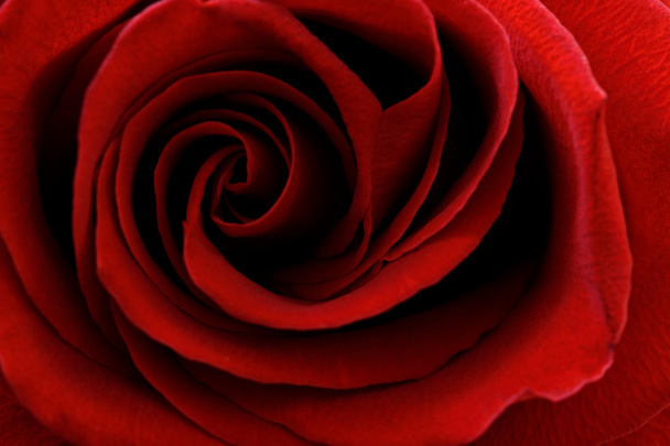 Rosa rossa sfondo - Foto, immagini