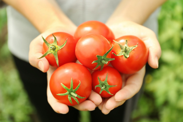 新鮮な収穫トマトと女性の手 - 写真・画像