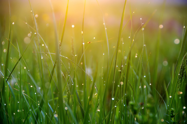 dew drops.shiny drop.green grass - 写真・画像