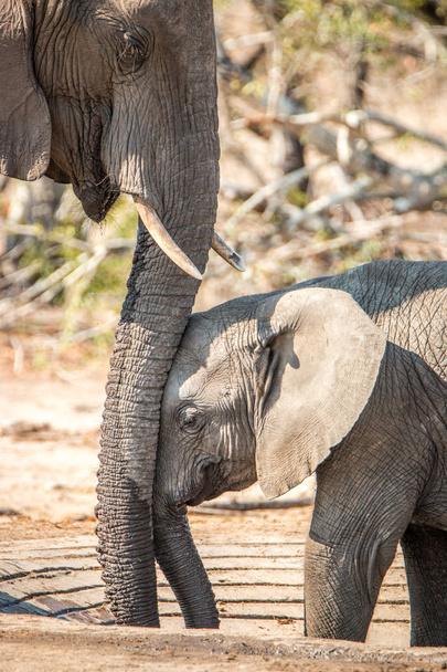 Baby-Elefant lehnt an Rüssel der Mutter. - Foto, Bild