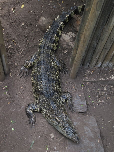 Krokodil auf Erden - Foto, Bild