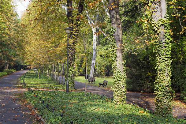 autumn alley in the park - Fotografie, Obrázek