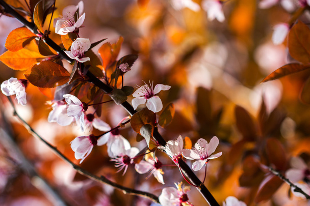 Itämainen kirsikkahaara
 - Valokuva, kuva