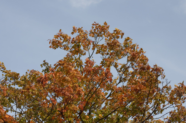 Herbstbaum an einem sonnigen Tag - Foto, Bild