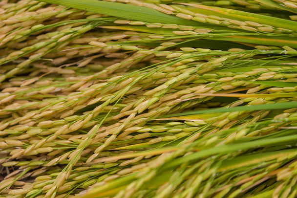 Крупный план зеленого рисового поля
 - Фото, изображение