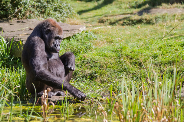un gorila sentado
 - Foto, Imagen