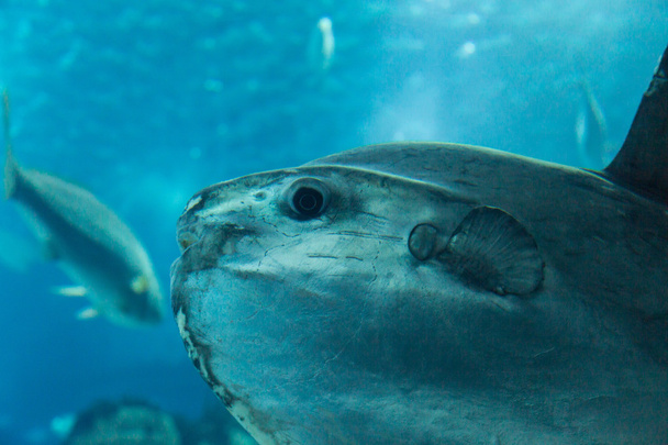kala valtameressä sinisessä syvyydessä
 - Valokuva, kuva