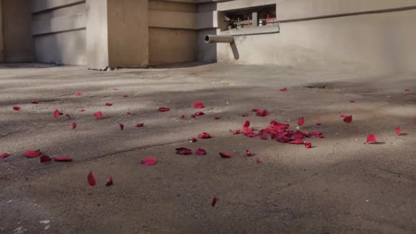 Flying Rose Petals Scene - Footage, Video
