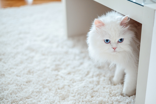 biały kot pod stołem - Zdjęcie, obraz