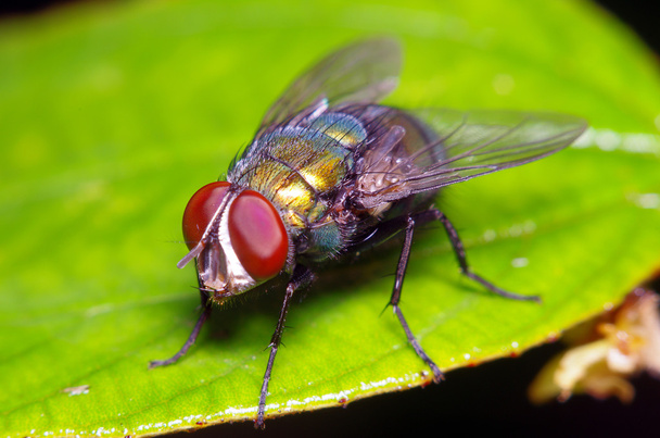 Piccolo insetto mosca in giardino
 - Foto, immagini