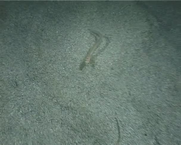 ariosoma ryby - Záběry, video