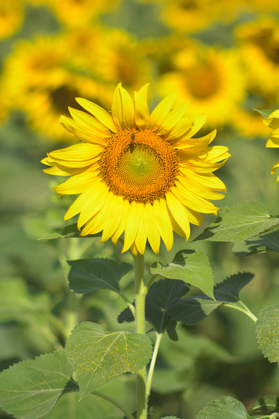 kvetoucí slunečnice ráno - Fotografie, Obrázek