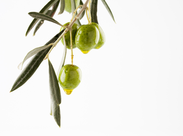 Оливкова гілка з оливками
 - Фото, зображення