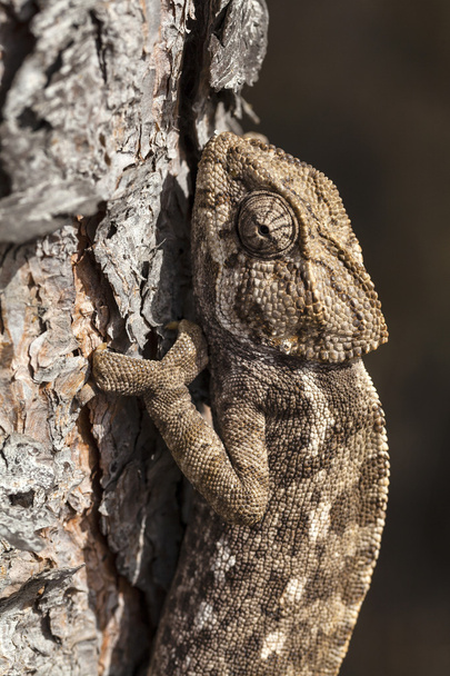 Chameleon climbing - Photo, Image
