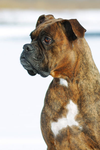 Dog brindle boxer in collar winter white background, listening i - Foto, Bild