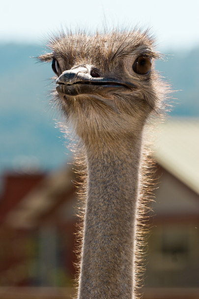 curious ostrich portrait - Φωτογραφία, εικόνα