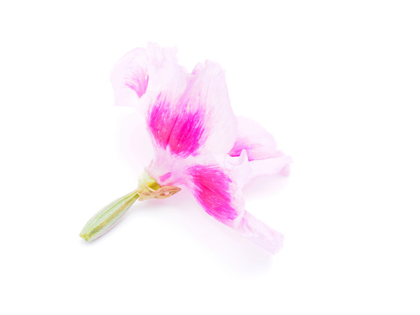flowers on a white background - Foto, Imagen