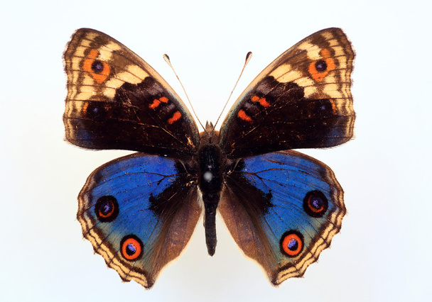 Nymphalid vlinder (Junonia orithya) specimen geïsoleerd - Foto, afbeelding