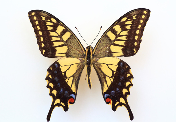 Specimen van de koninginnenpage (Papilio machaon) geïsoleerd - Foto, afbeelding