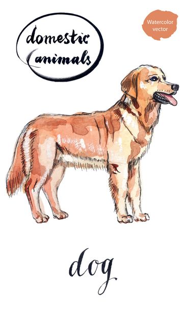 Joli chien brun
 - Vecteur, image