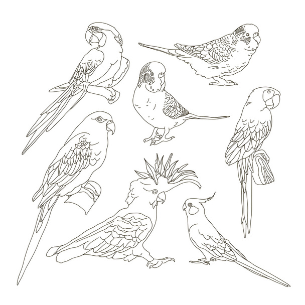 Different Parrots set - Vector, afbeelding