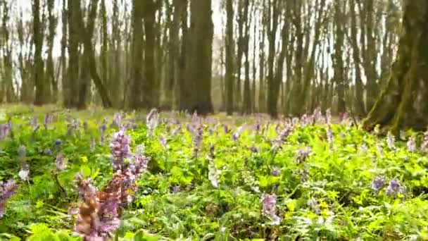  Movement like animal view in spring wood with flowers. 4K  stedicam POV shot - Footage, Video