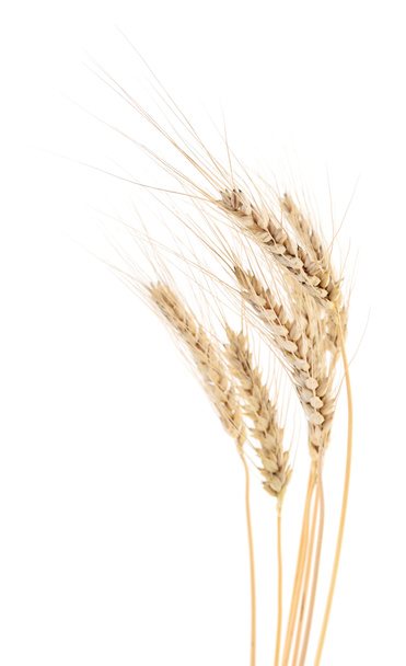 Ears of wheat. - Photo, Image